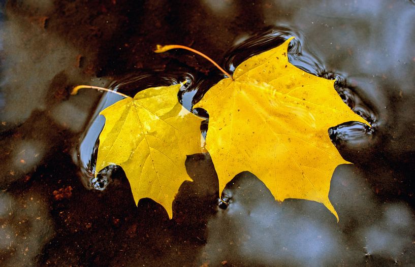 Gele herfstbladeren van Laimute Kuriene