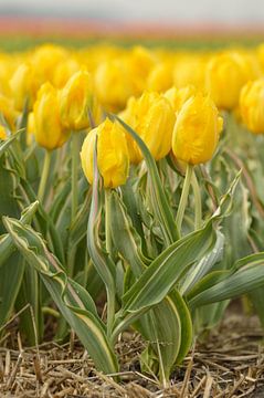 Gele bonte tulp, Bellona Design