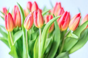 Spring is here II
