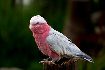 Rosa Kakadu