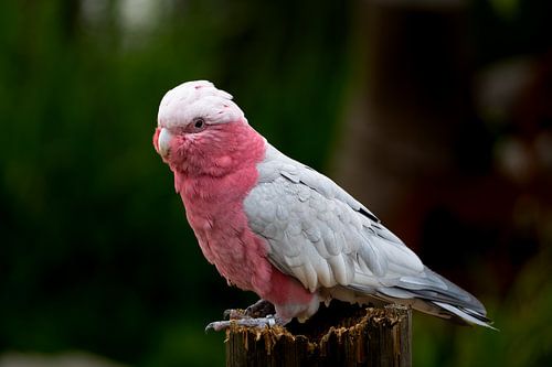 Rosa Kakadu