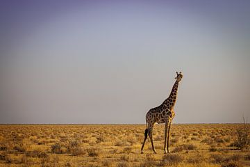 Giraffe op de savanne van Eddie Meijer