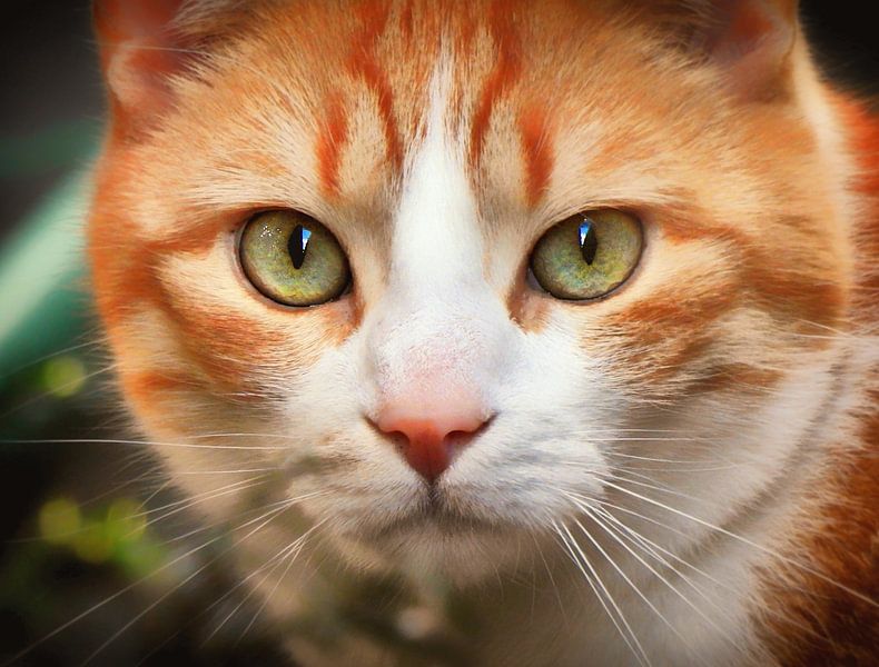 Ingwer von Maickel Dedeken