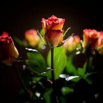 Photo de roses sur Sjoerd van der Hucht