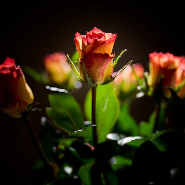 Photo of roses by Sjoerd van der Hucht