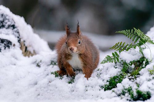 Eekhoorn in de sneeuw.