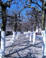 Laan kale bomen op de Kunstberg te Brussel, België