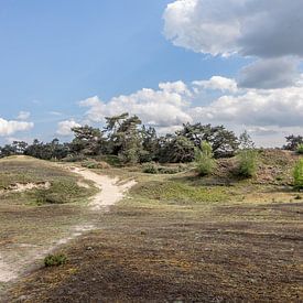 staande foto van de Veluwe met blauwe lucht en wolk van Thomas Winters