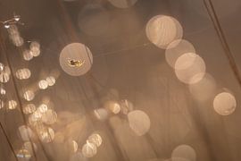 An autumn spider in spring by Maarten Trybou