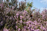 Bruyère et papillon