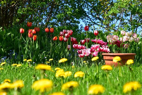 Bloemen in de tuin in de lente