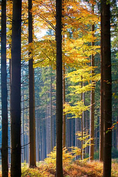 Autumn forest magic by Christa Kramer