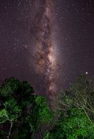 Une galaxie dans la jungle