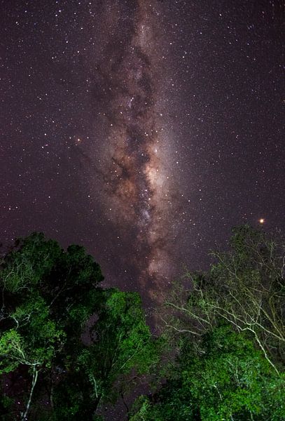 Galaxy in the jungle by Lucas De Jong