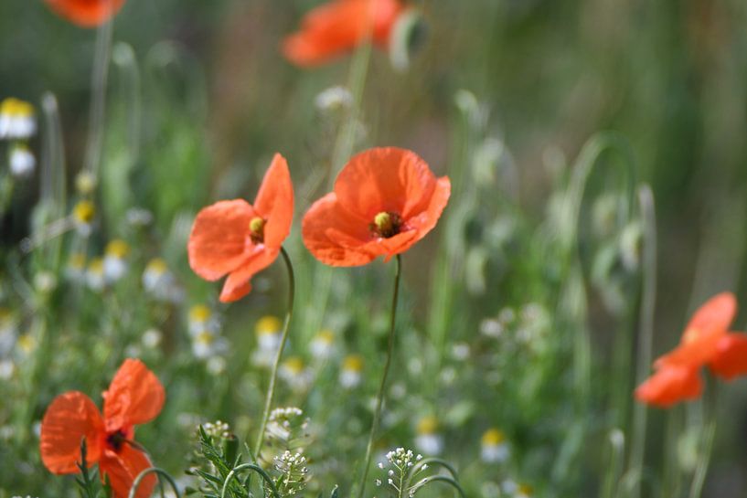 Poppies by Josef Schütte