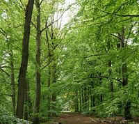 Une allée de hêtres rendue à la nature