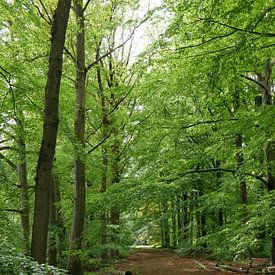 Een beukenlaan terug gegeven aan de natuur van Wim vd Neut