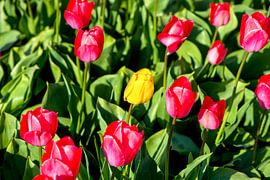 mauvaise tulipe, Hollande