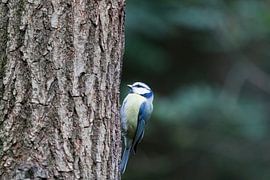 Blue tit – Parus caeruleus by whmpictures .com