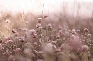 Blumen Teil 162
