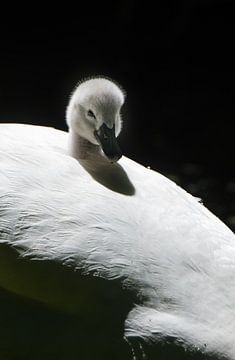 Jonge knobbelzwaan van Danny Slijfer Natuurfotografie