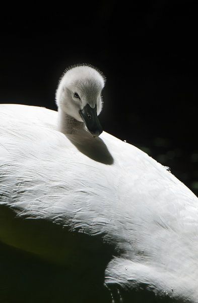 Young Mute Swan by Danny Slijfer Natuurfotografie
