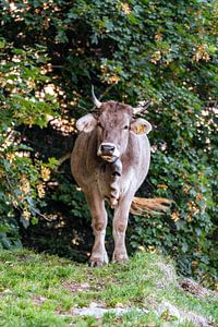 Douce vache dans le pays d'Appenzell
