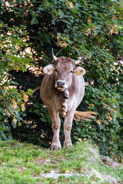 Sweet cow in the Appenzell region by Leo Schindzielorz