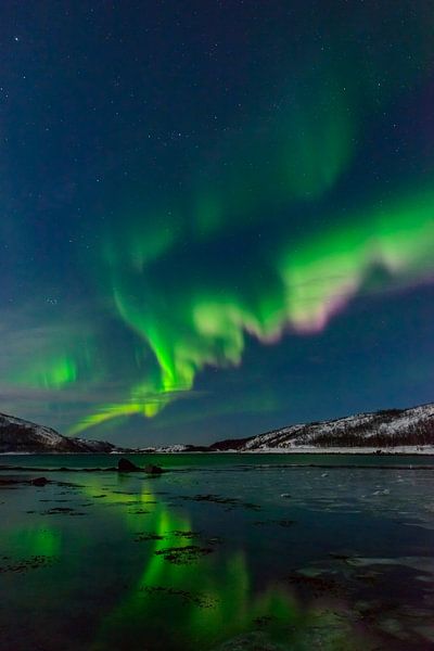Nordpolarlicht der Aurora im nächtlichen Himmel über Nordnorwegen von Sjoerd van der Wal Fotografie