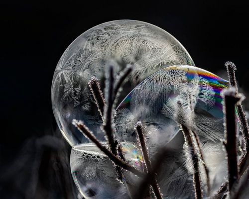 With frost colors fade