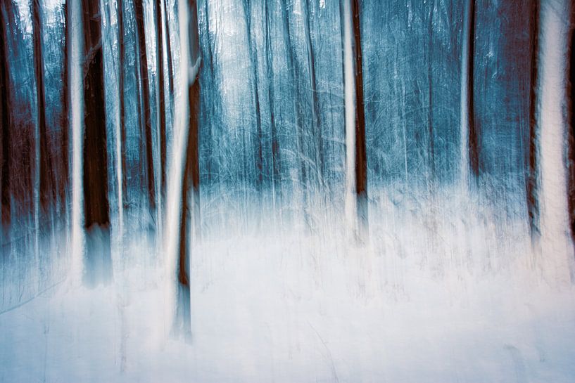 Fairytale winter forest by Nicc Koch