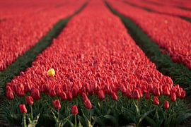 Yellow tulip in red tulip field by Cor de Hamer