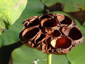 Lovely Lotus