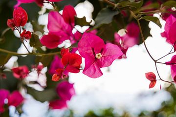 Roze bloem, Engeland van Veerle Sondagh