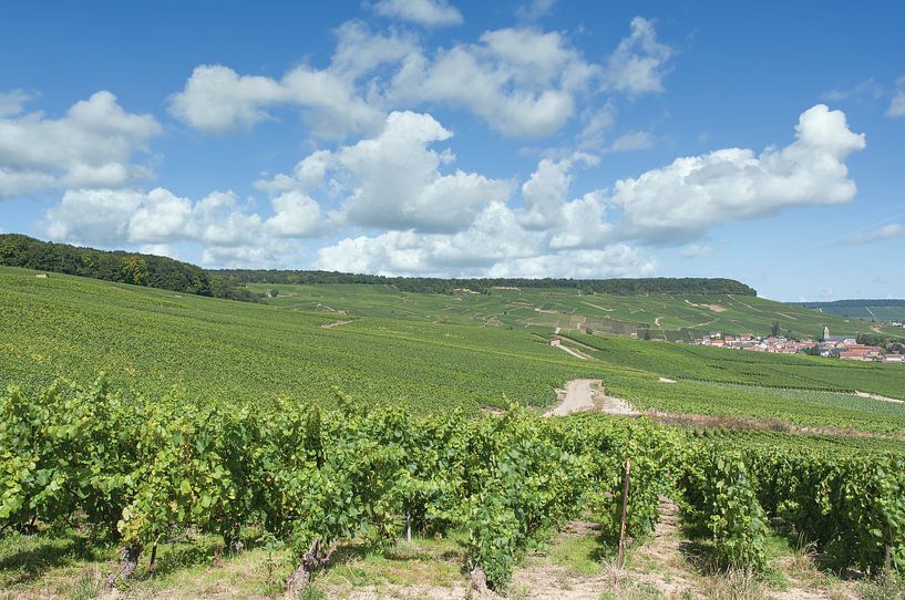 Weinlandschaft in der Champagne region von Peter Eckert