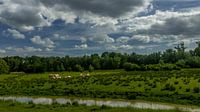 Wiesenlandschaft unter holländischem Wolkenhimmel