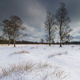 Schnee auf der Veluwe von Ronald Bergkamp Nature Photography