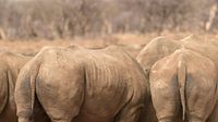 Rhinos