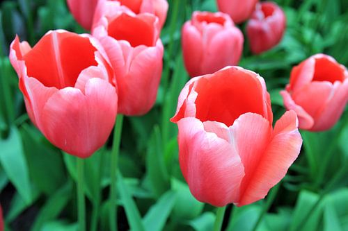 The Tulip Beauties