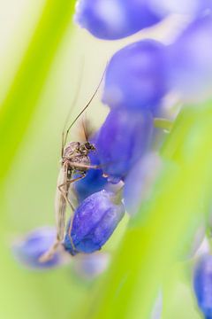 Tanzende Mücke auf einer blauen Weintraube von MdeJong Fotografie
