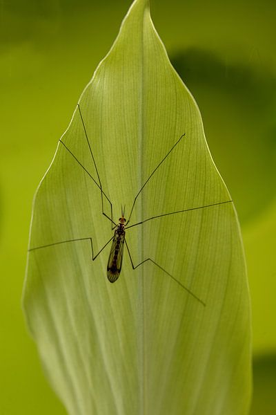 Insect called crane flies, Tipula paludosa on a green leaf by W J Kok