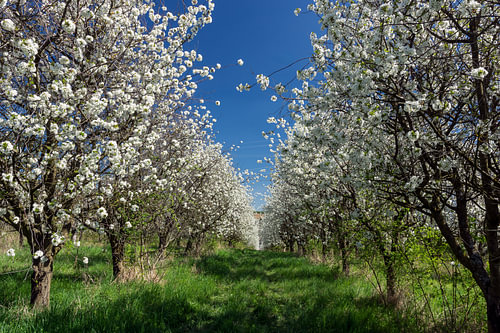 Serene Spring Awakening: Blooming Sour Cherry Orchard for Modern Rustic Interiors
