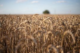 Walloon fields by Uschi Claes