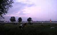 The illuminated windmills of Kinderdijk with cows in the foreground