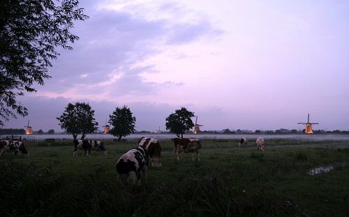 The illuminated windmills of Kinderdijk with cows in the foreground