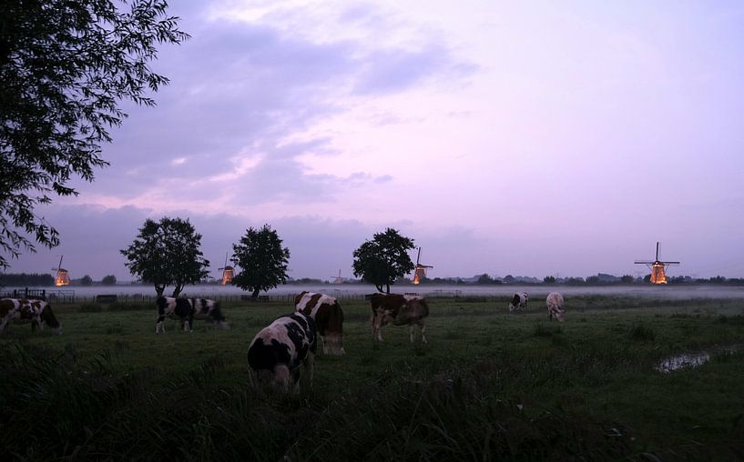 The illuminated windmills of Kinderdijk with cows in the foreground by Esther Rook