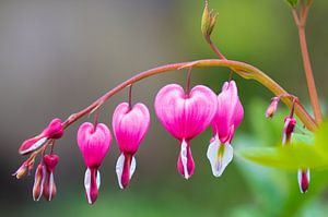 Make love! Not war. van Ivo Schut Fotografie