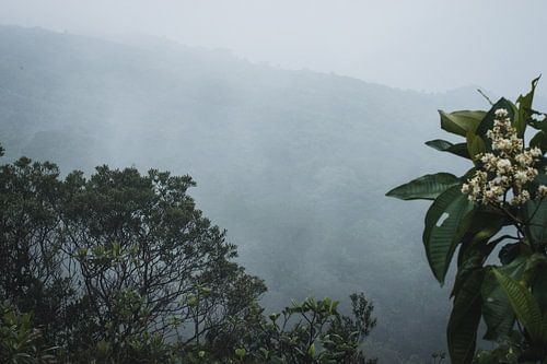 Puentes Colgantes Arenal – Mistico Park