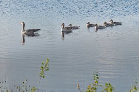 Flock of greylag geese with five almost adult chicks by Miny'S