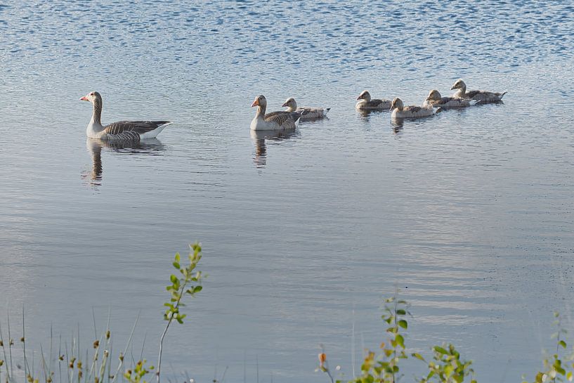 Flock of greylag geese with five almost adult chicks by Miny'S